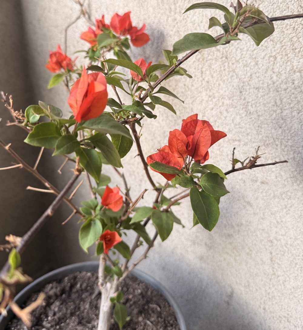 Buganvilia con flores rojas en una maceta, con luz cálida de atardecer
